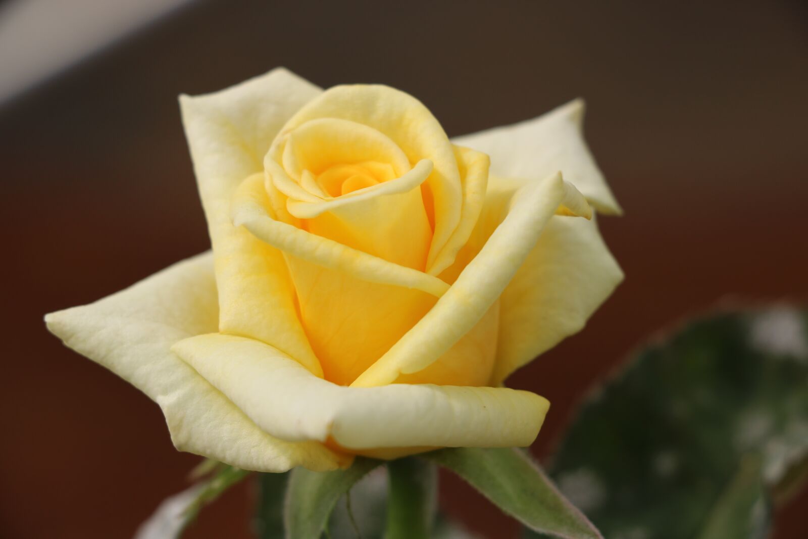 Canon EOS 750D (EOS Rebel T6i / EOS Kiss X8i) sample photo. Flower, rose, petal photography