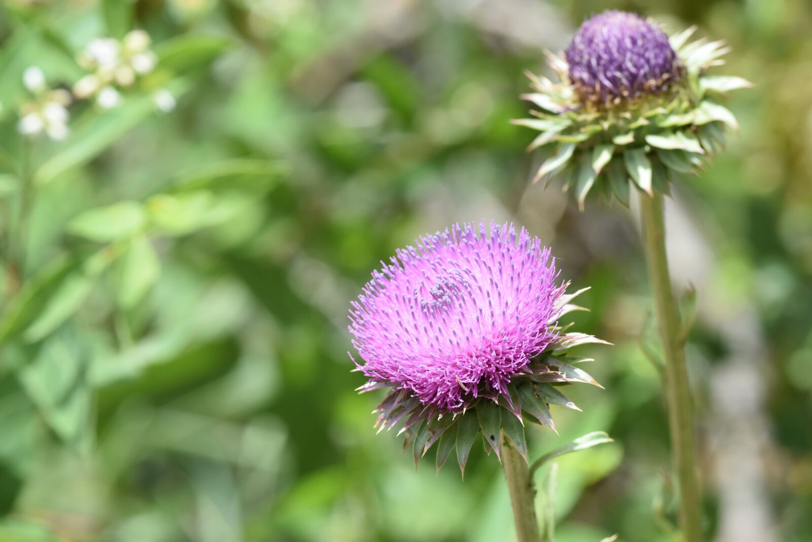 Nikon D7200 sample photo. Flower, purple, outdoors photography