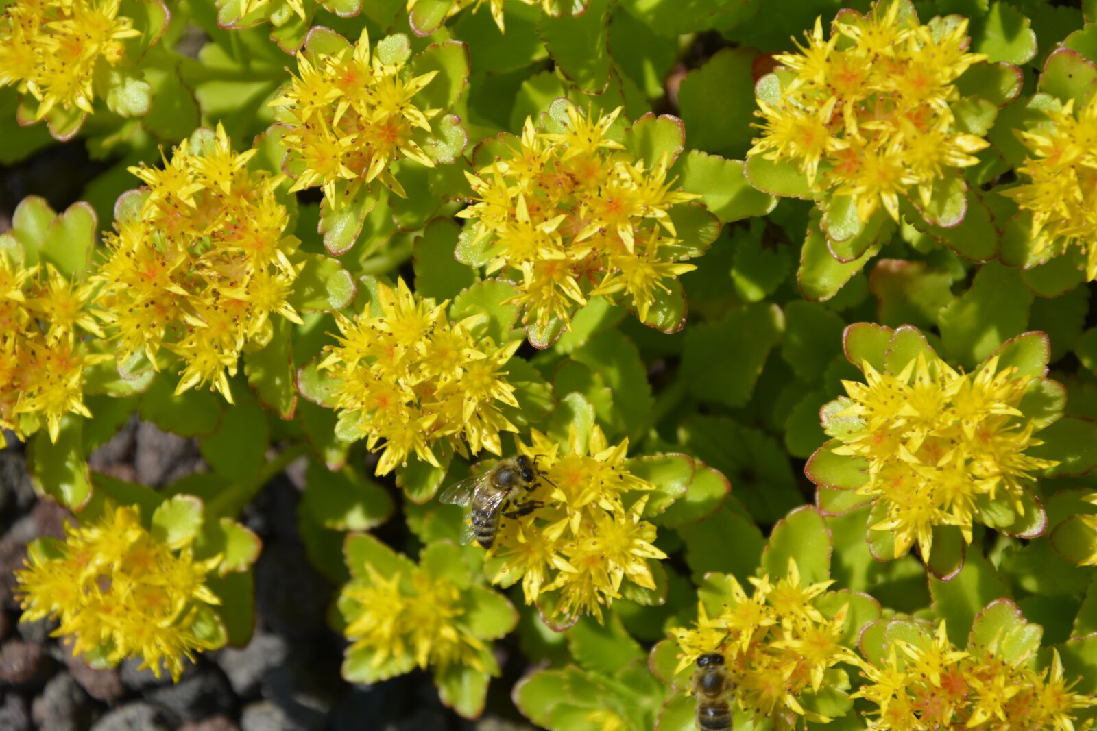 Nikon D5200 sample photo. Nature, plant, flower photography