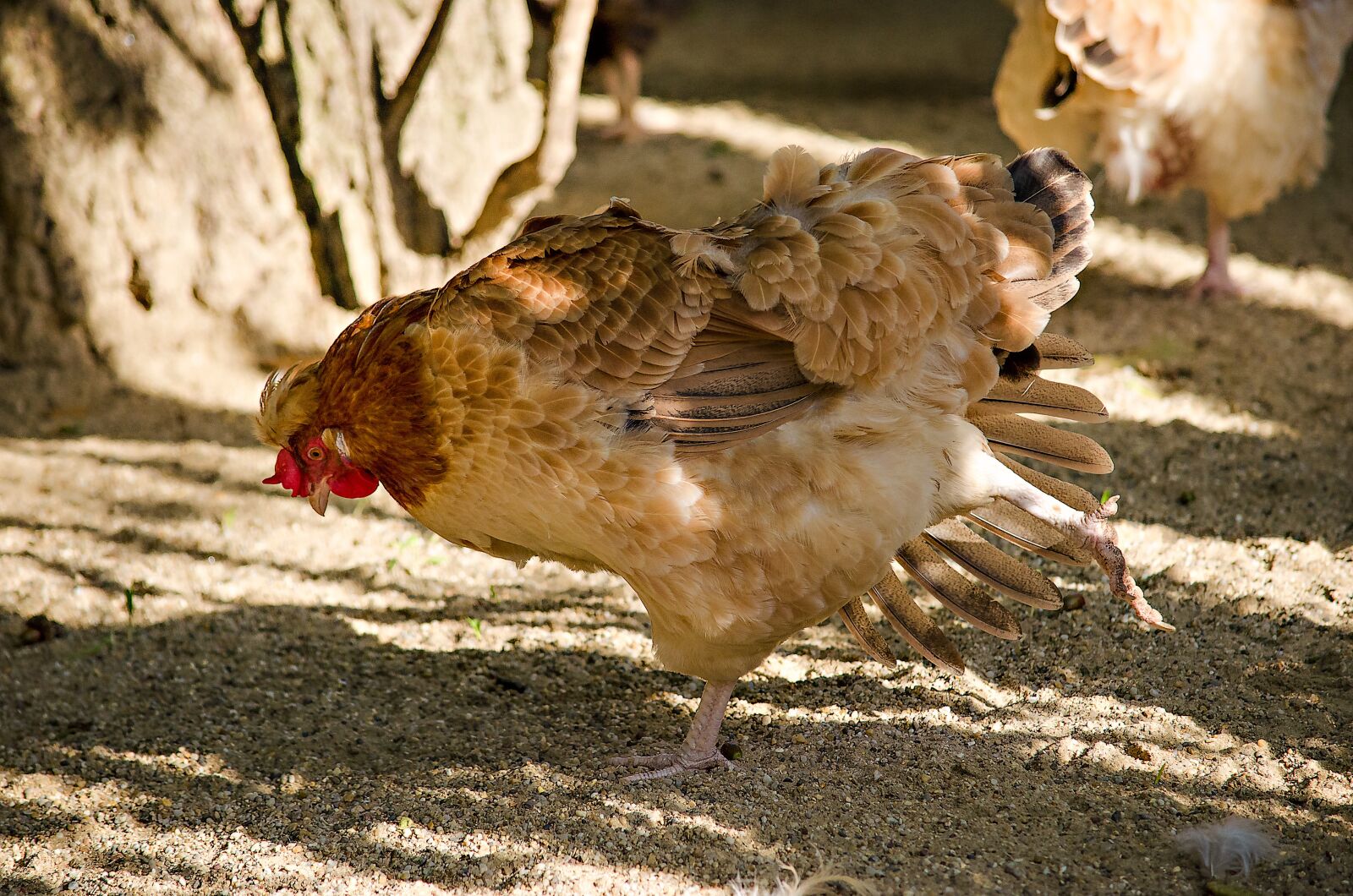 Nikon D5100 sample photo. Chicken, gymnastics, yoga photography