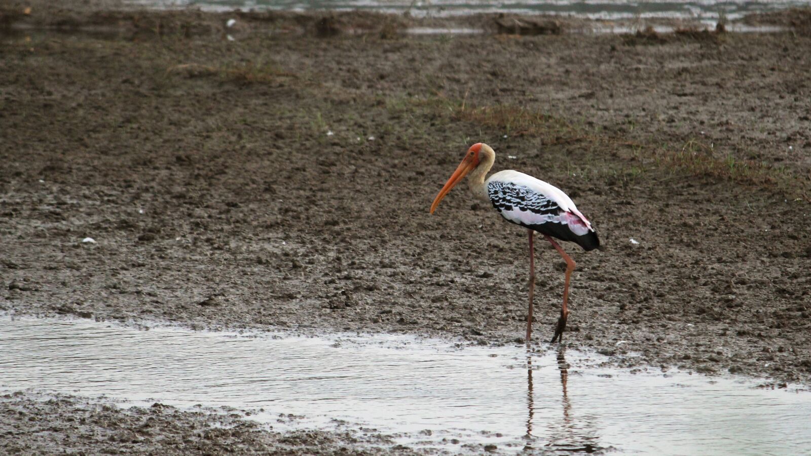 Canon EOS 1300D (EOS Rebel T6 / EOS Kiss X80) sample photo. Painted stork, stork, kerala photography
