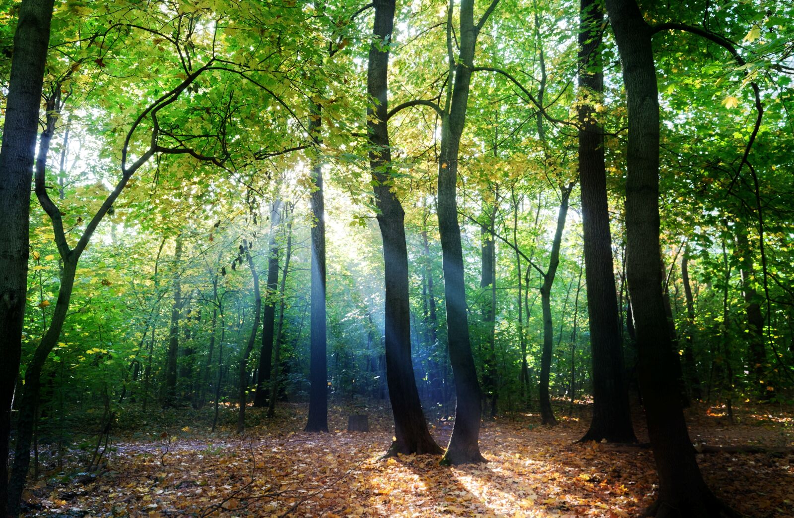 Nikon D3100 sample photo. Landscape, forest, autumn photography