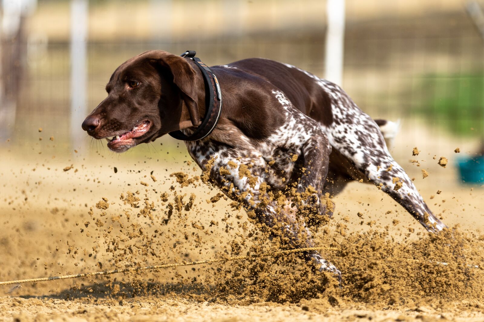Canon EOS 7D Mark II sample photo. Dog, running, dog sport photography