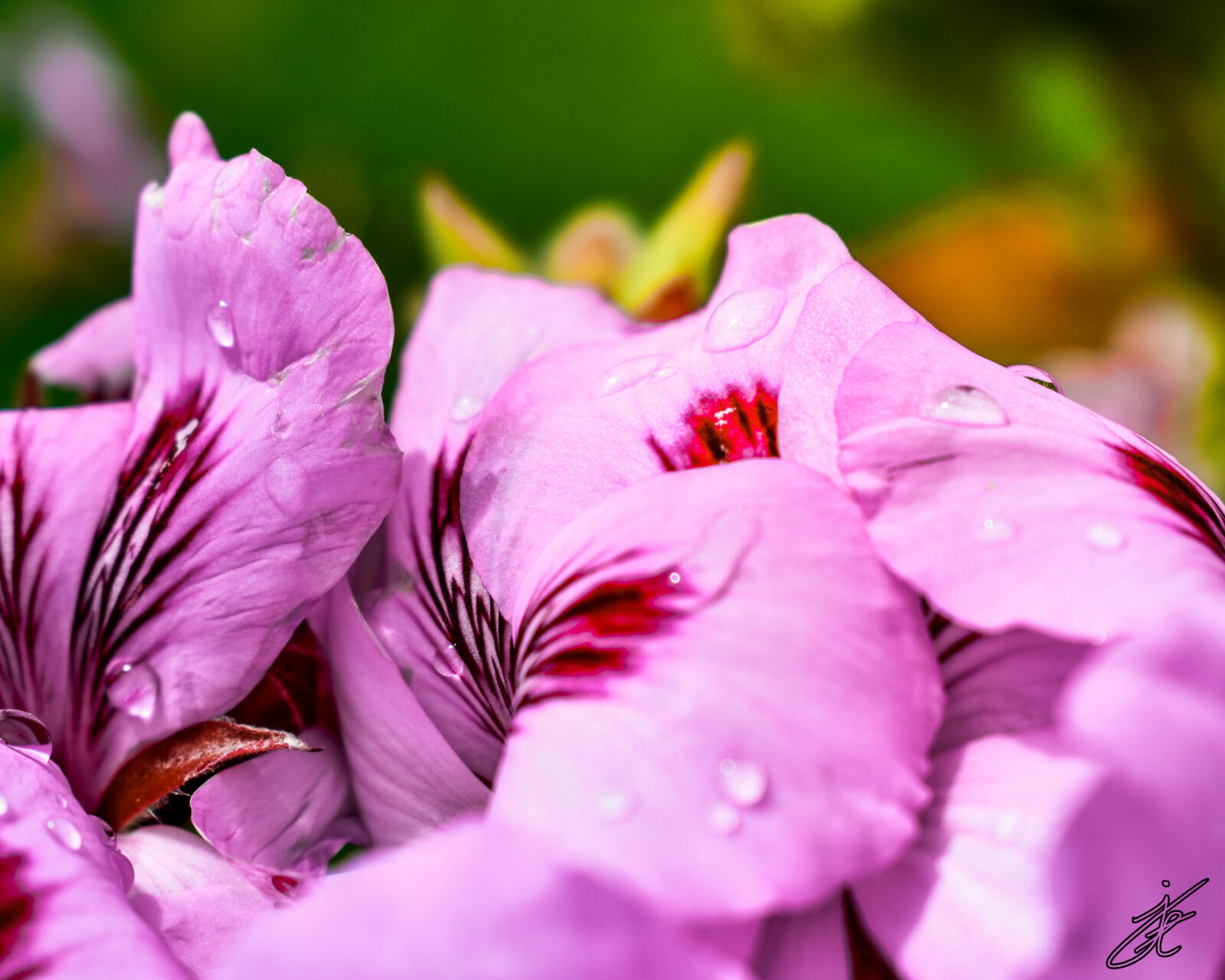 Nikon D3400 sample photo. Beautiful, flowers, contras, drops photography