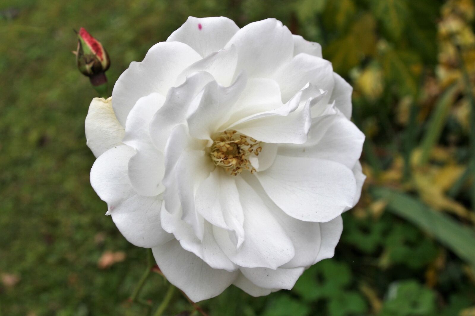Canon EOS 400D (EOS Digital Rebel XTi / EOS Kiss Digital X) sample photo. Autumn, rose, the delicacy photography
