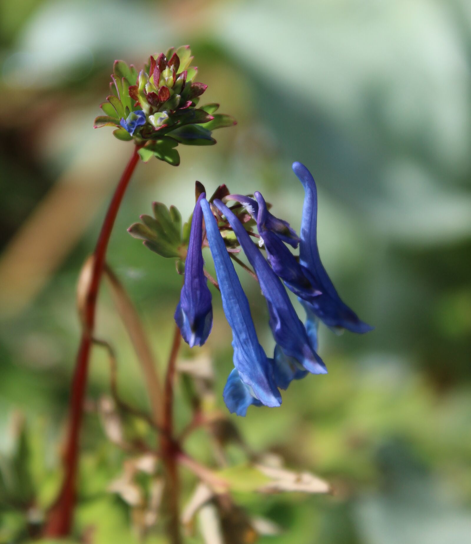 Canon EOS 1200D (EOS Rebel T5 / EOS Kiss X70 / EOS Hi) sample photo. Blue corydalis, flower, garden photography