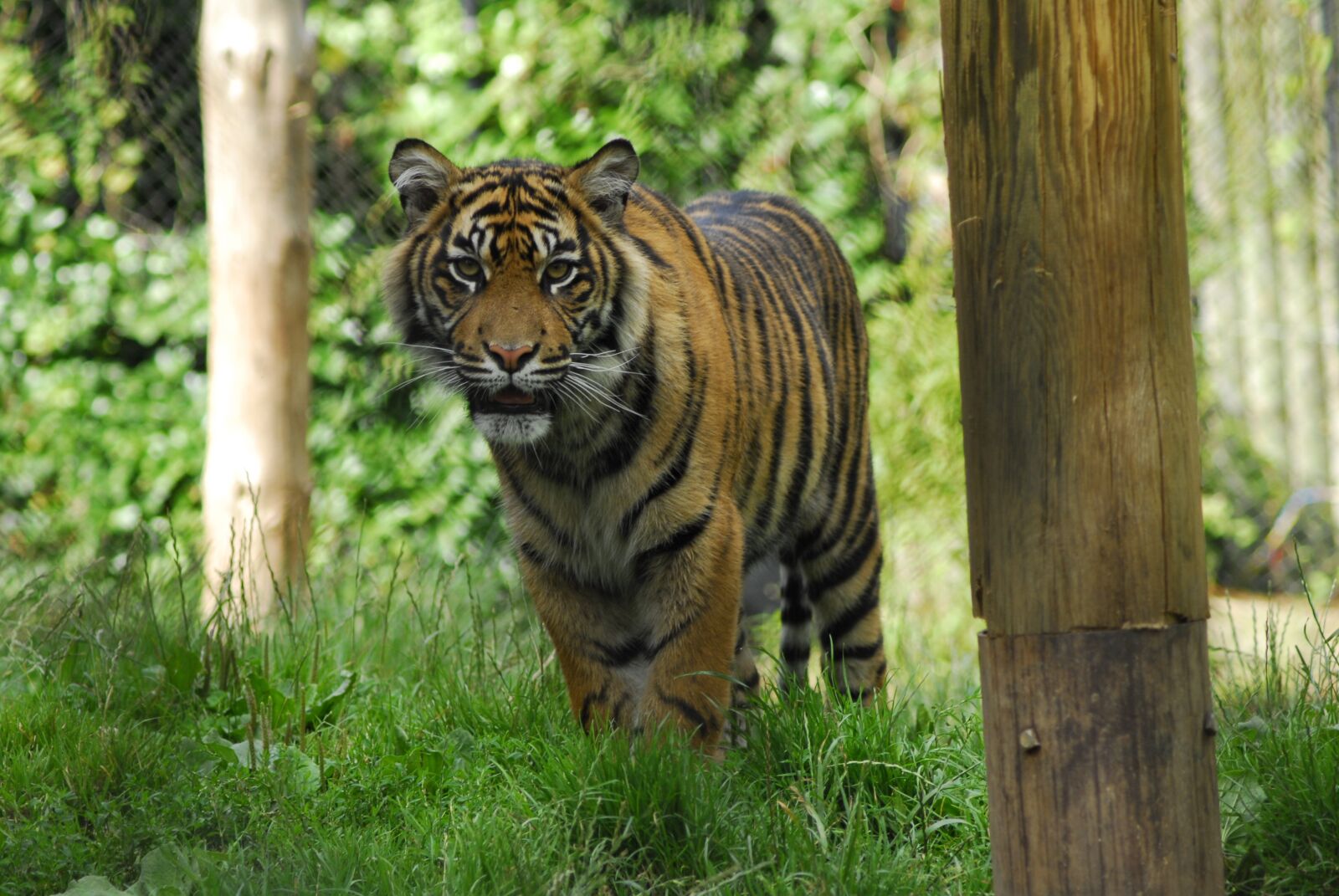 Nikon D200 sample photo. Tiger, zoo, animal photography