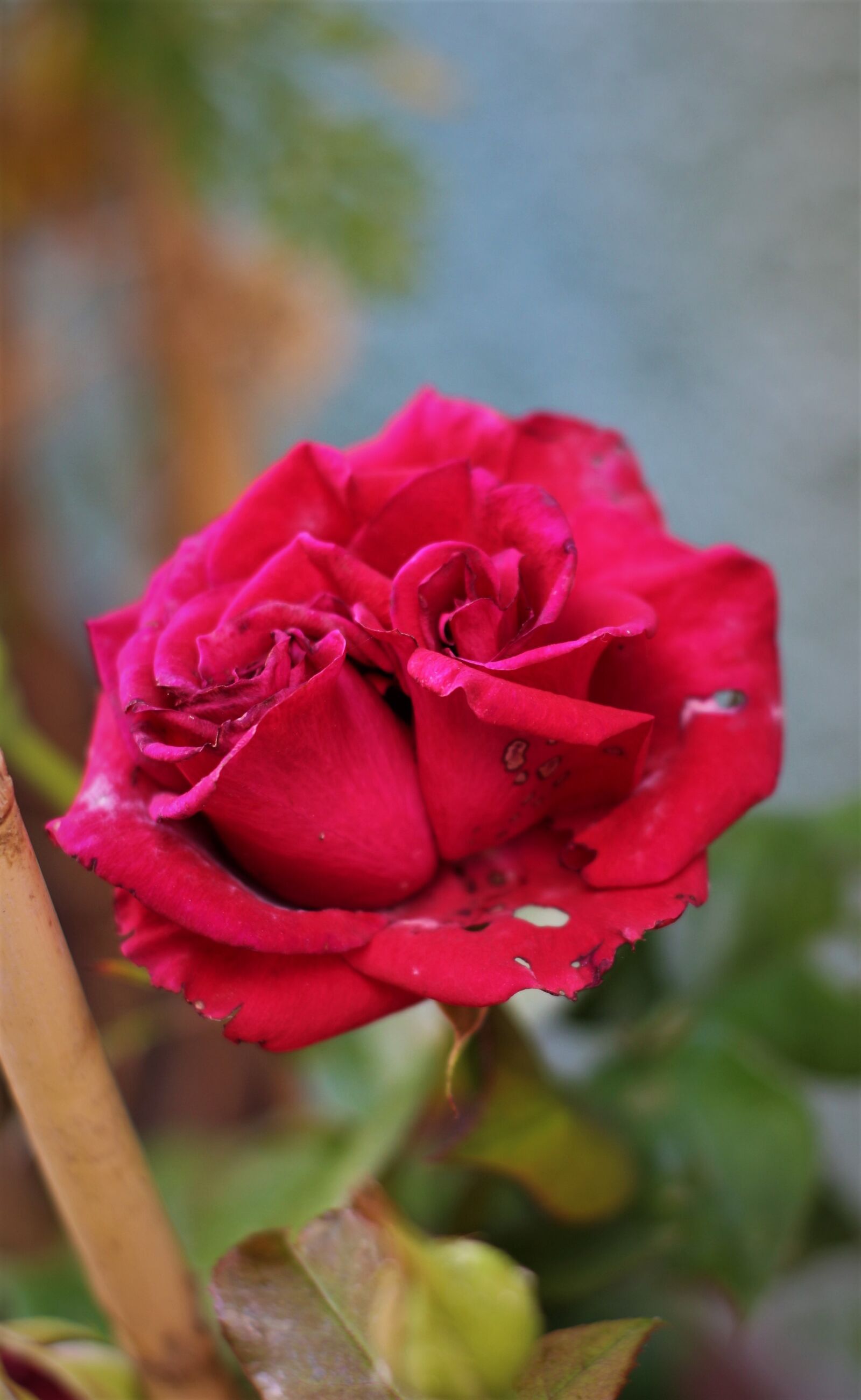 Canon EOS 700D (EOS Rebel T5i / EOS Kiss X7i) sample photo. Rosa, red rose, roses photography