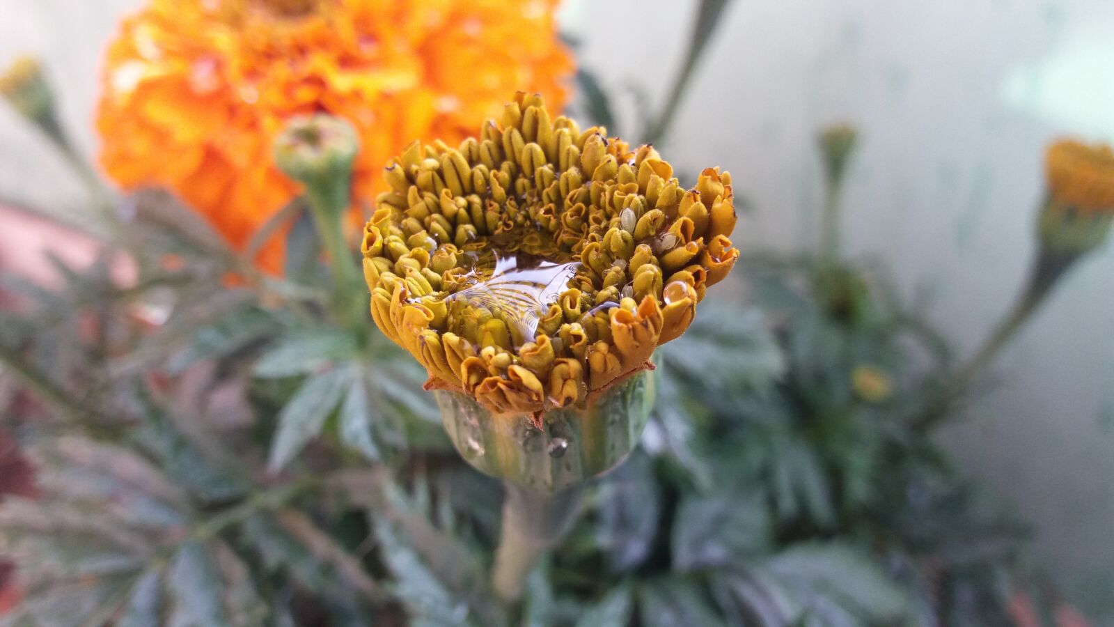 Samsung Galaxy J5 sample photo. Nature, flora, flower photography