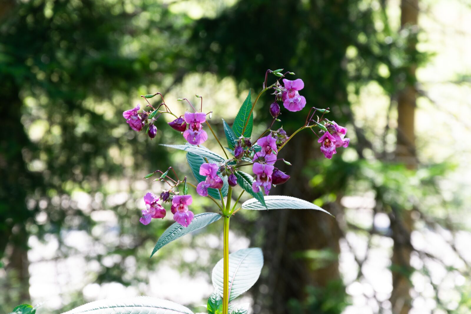 Nikon D3300 sample photo. Flower, nice, blooms at photography