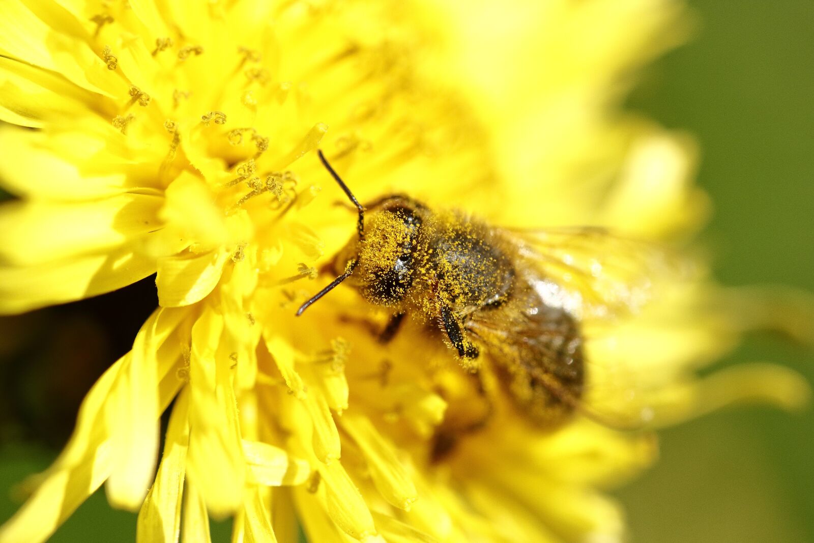 Canon EOS 60D sample photo. Pollen, bee, macro photography