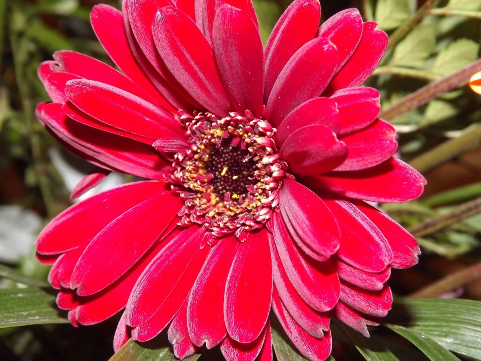 Fujifilm FinePix S3400 sample photo. Flora, plants, flower photography
