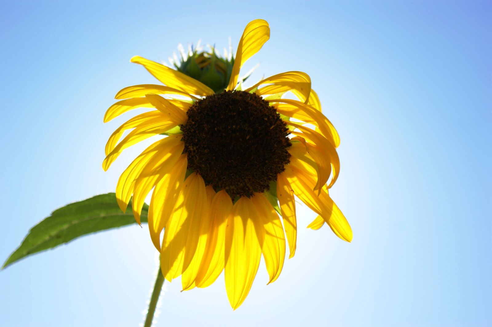 Sony Alpha DSLR-A350 sample photo. Sunflower, flower, sunshine photography