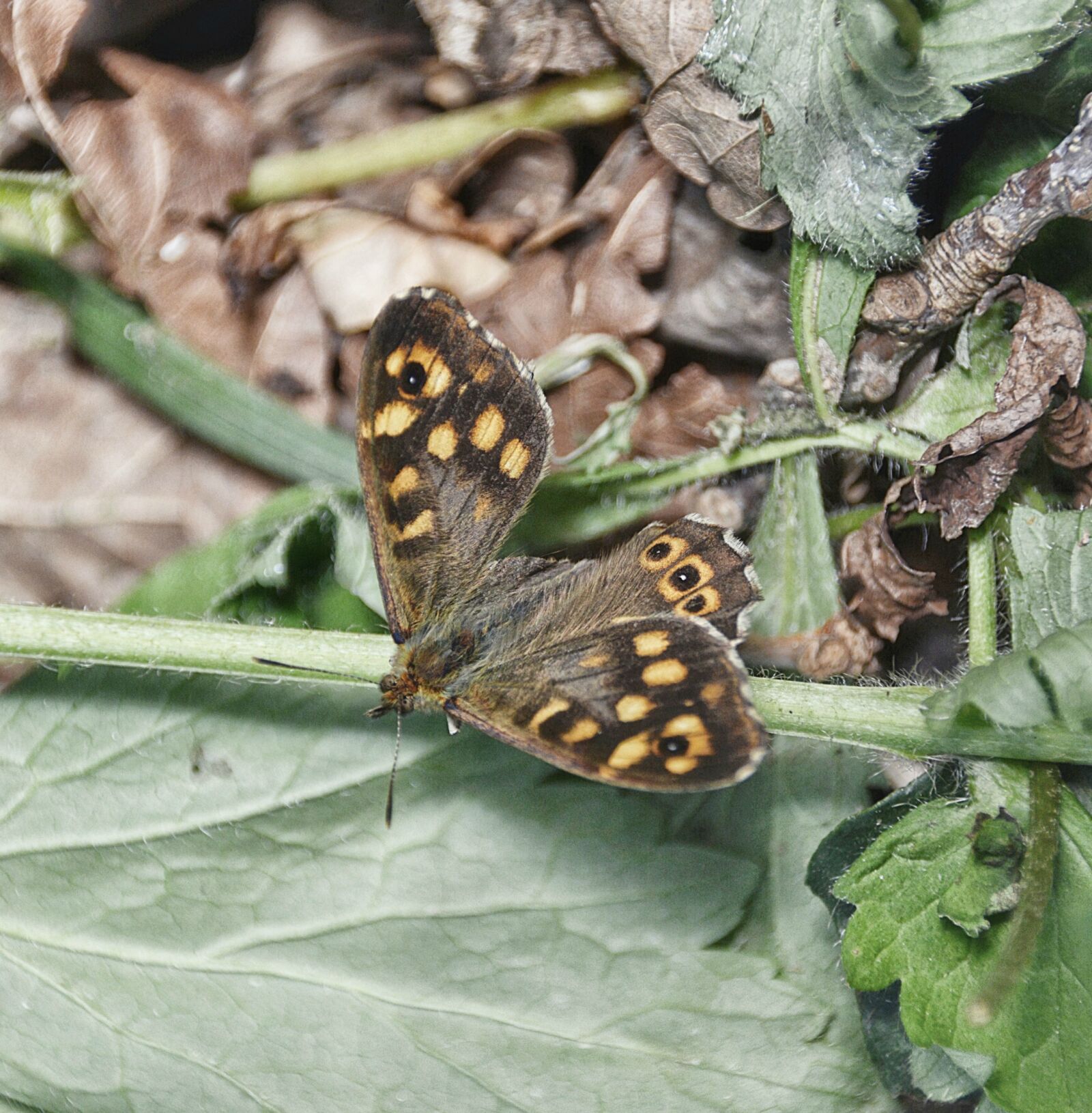 Nikon D5200 sample photo. Butterfly, insect, nature photography