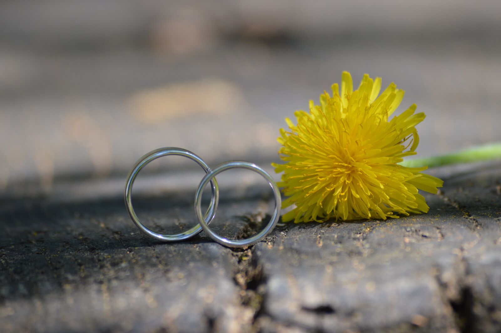 Nikon D3200 sample photo. Wedding, ring, wedding ring photography