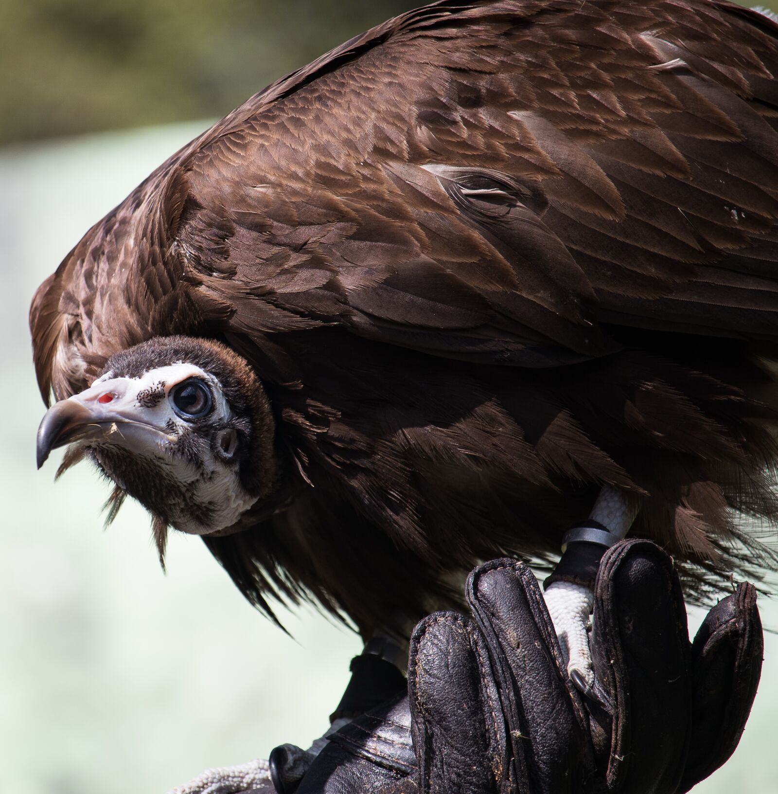 Canon EF-S 55-250mm F4-5.6 IS STM sample photo. Vulture, raptor, bird photography