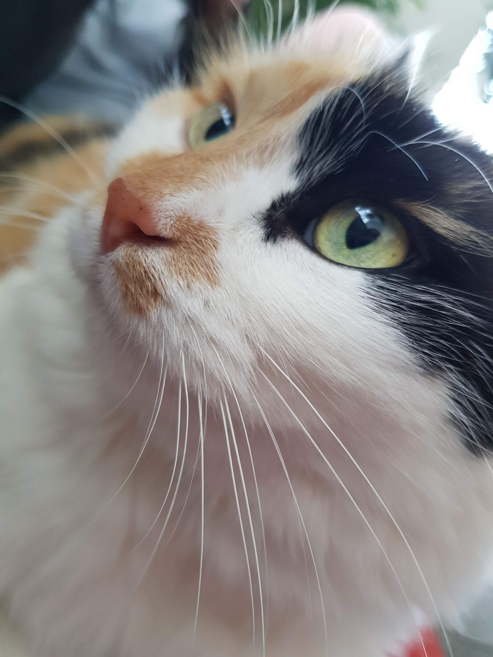Samsung Galaxy S8 sample photo. Cat, eyes, animal photography