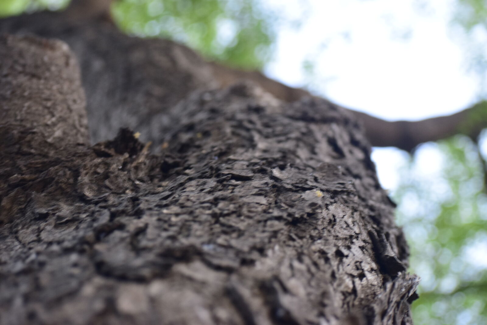 Nikon D5300 sample photo. Blurred, focus, tree, tree photography