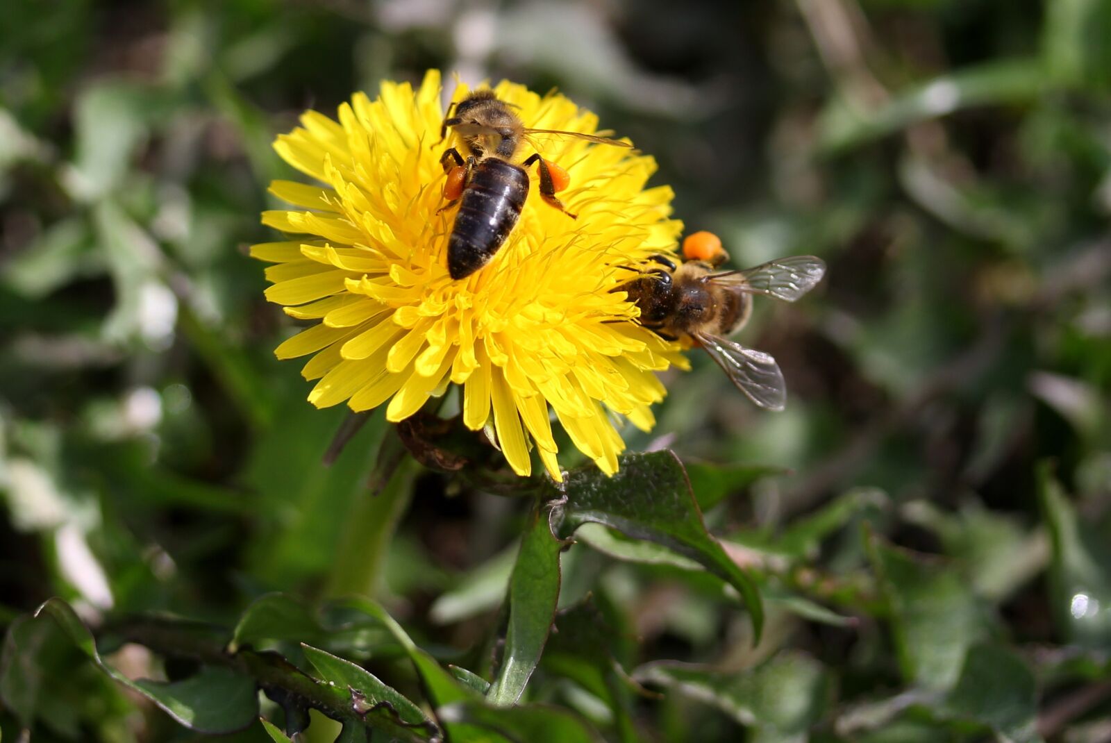 Canon EF-S 60mm F2.8 Macro USM sample photo. Dandelion, bee, yellow photography