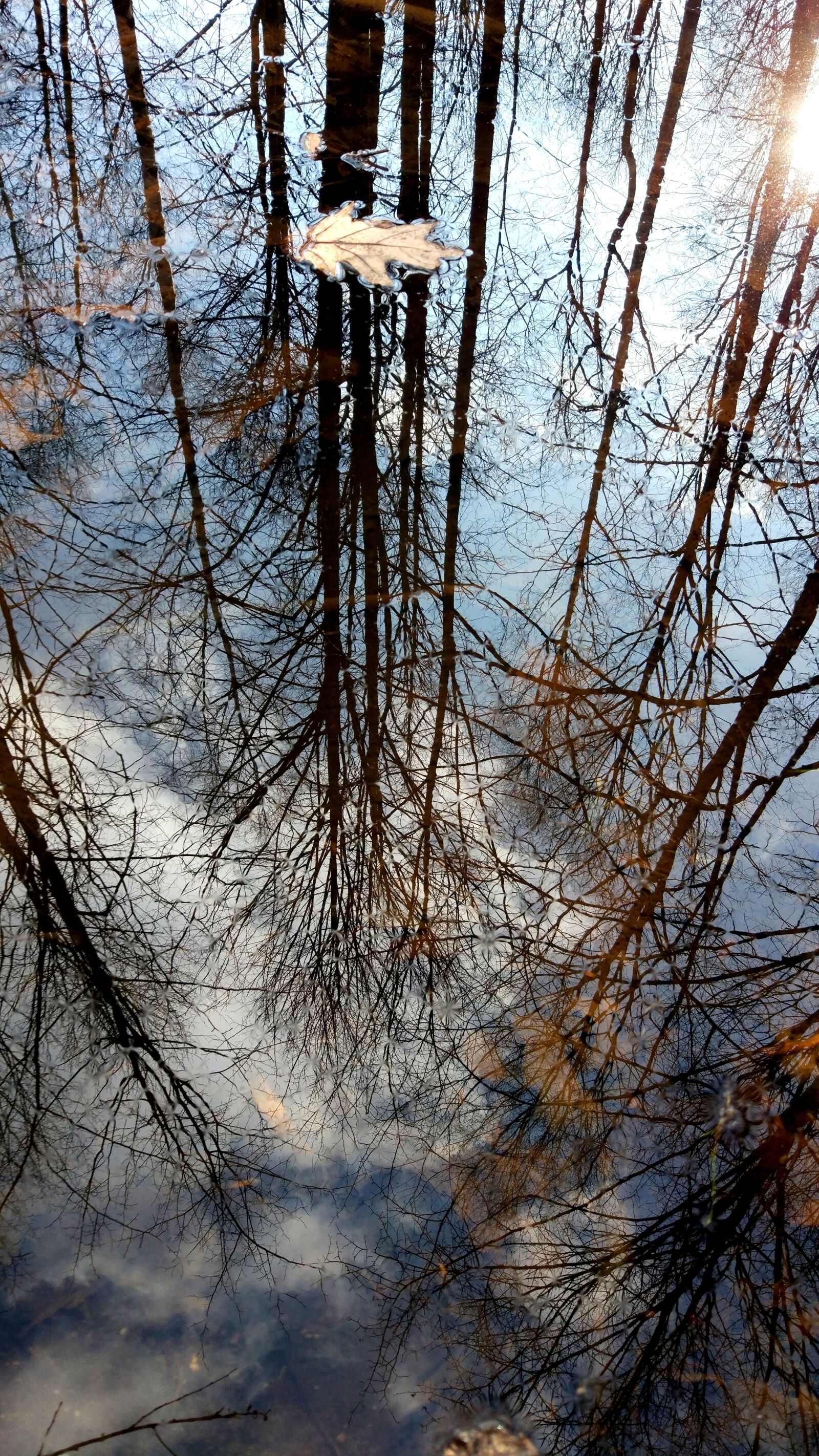 Xiaomi MI 5 sample photo. Tree, nature, winter photography
