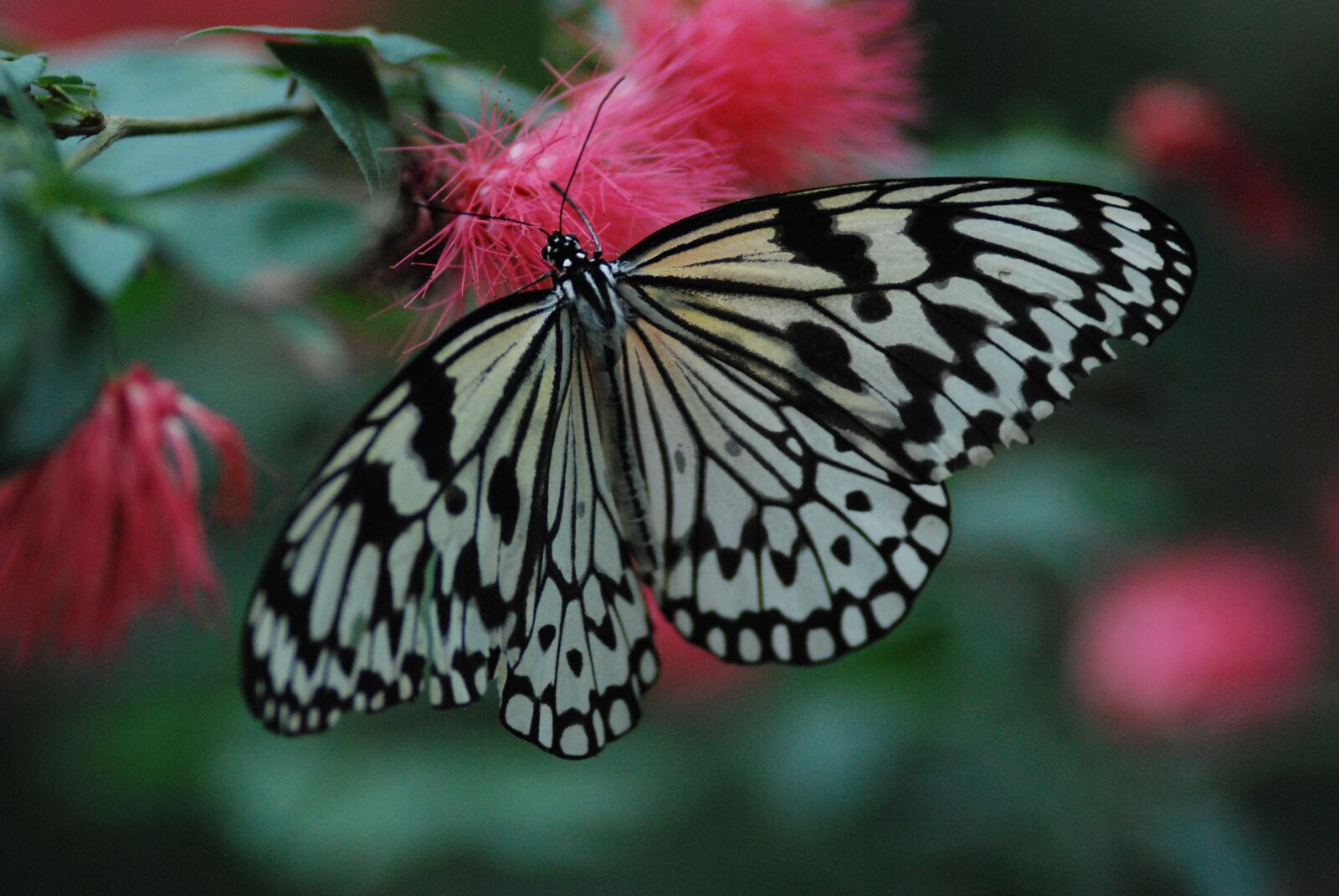 Nikon D80 sample photo. Butterfly, beautiful, spread wings photography
