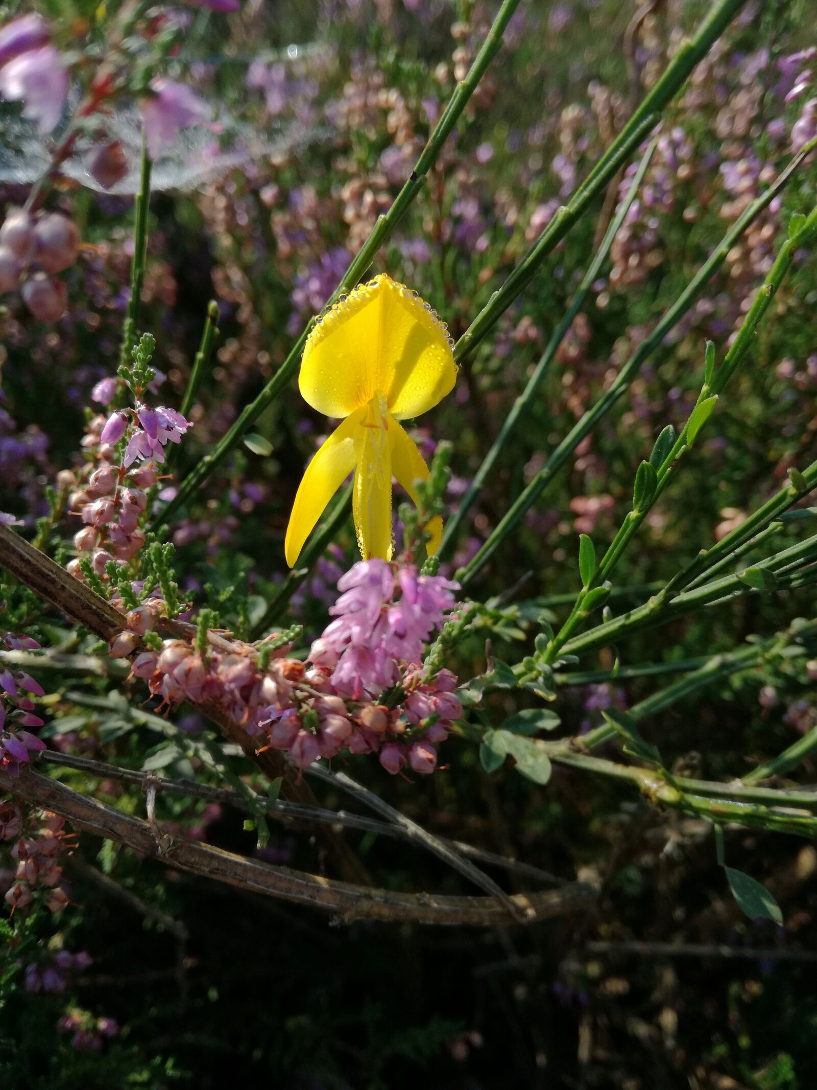 HUAWEI P9 LITE sample photo. Broom, blossom, bloom photography