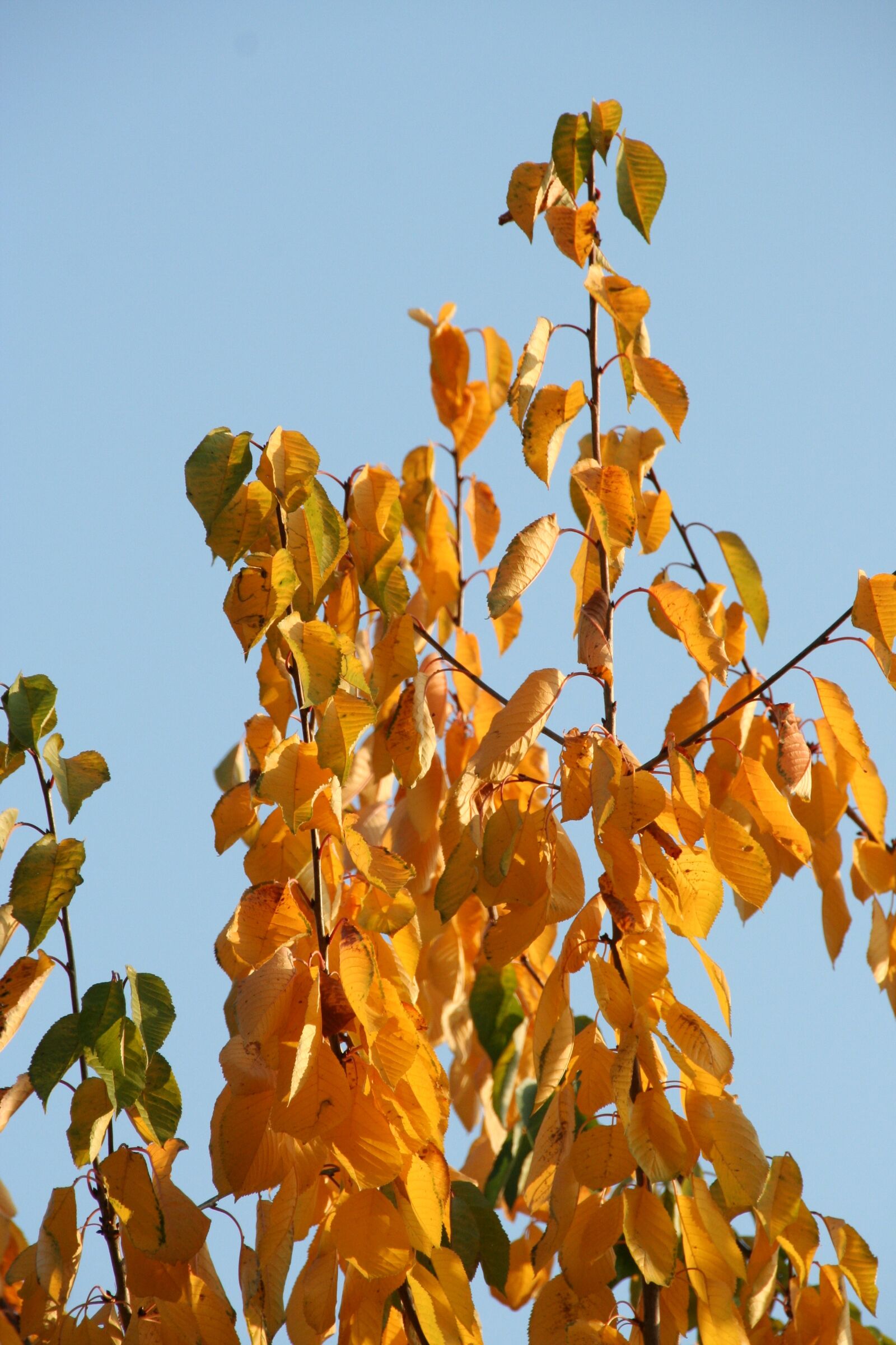 Canon EOS 350D (EOS Digital Rebel XT / EOS Kiss Digital N) sample photo. Leaves, autumn, tree trees photography