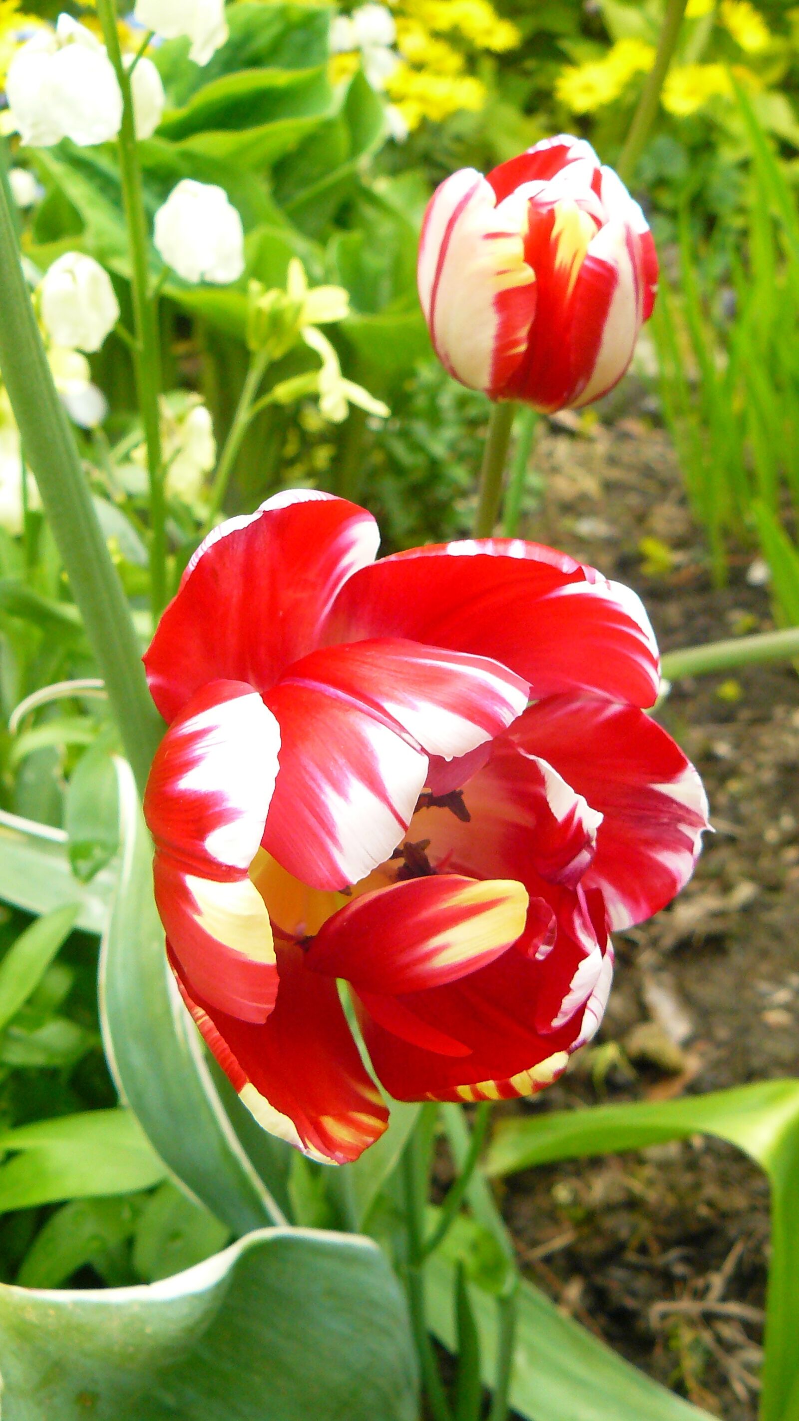 Panasonic DMC-FZ8 sample photo. Tulip, flower, floral photography