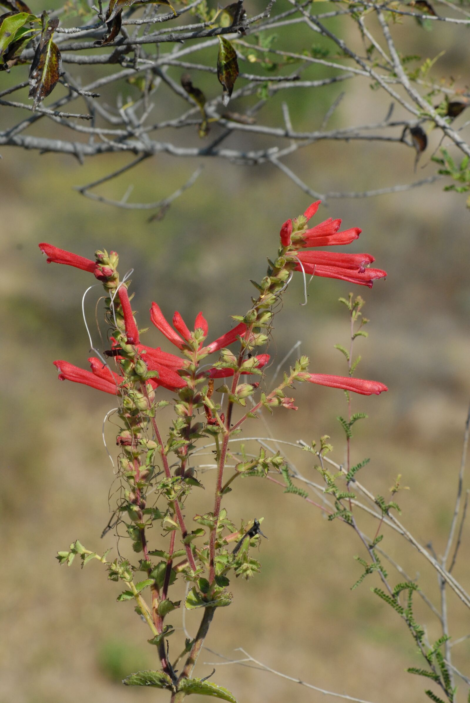 Nikon D200 sample photo. Red flower, branch, nature photography