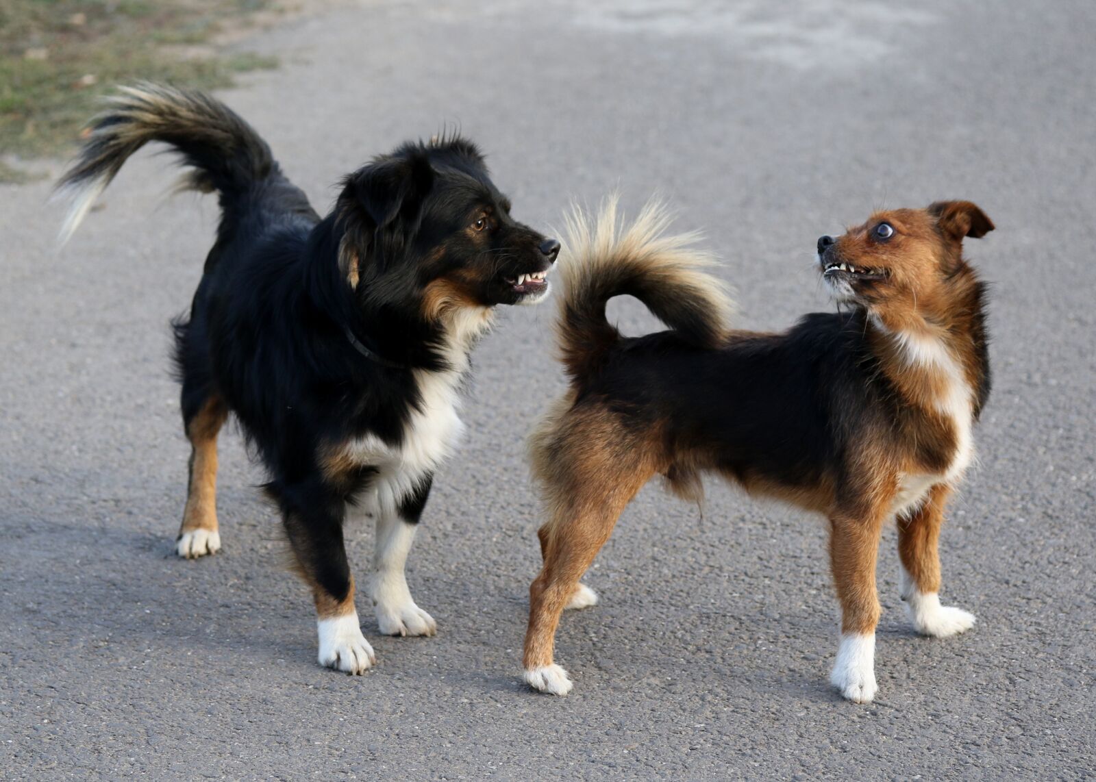 Canon EF-S 60mm F2.8 Macro USM sample photo. Dog, two, the argument photography