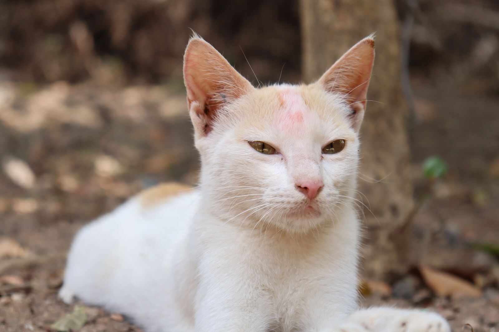 Canon EOS 250D (EOS Rebel SL3 / EOS Kiss X10 / EOS 200D II) sample photo. Cat, white, kitten photography