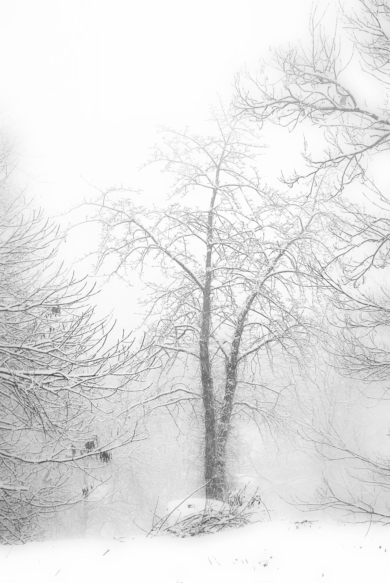 Nikon D60 sample photo. Winter, snow, tree photography