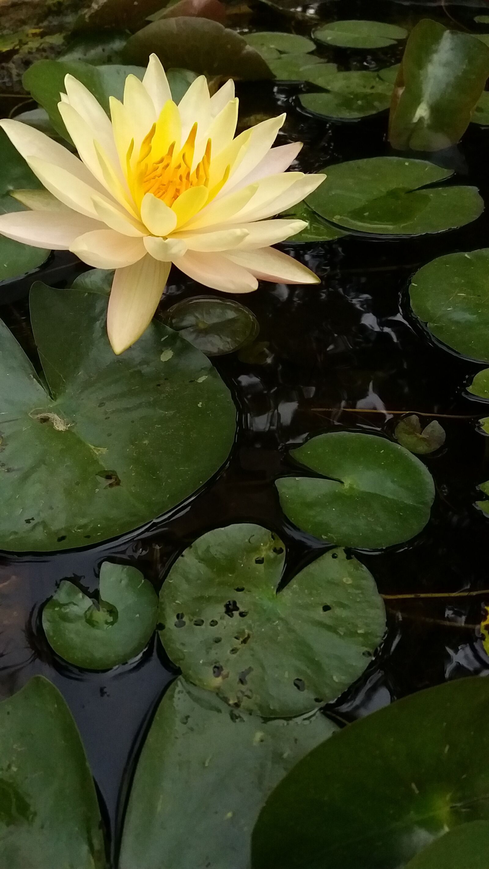 Samsung Galaxy A9 Pro sample photo. Lotus, flowers outdoor, beauty photography