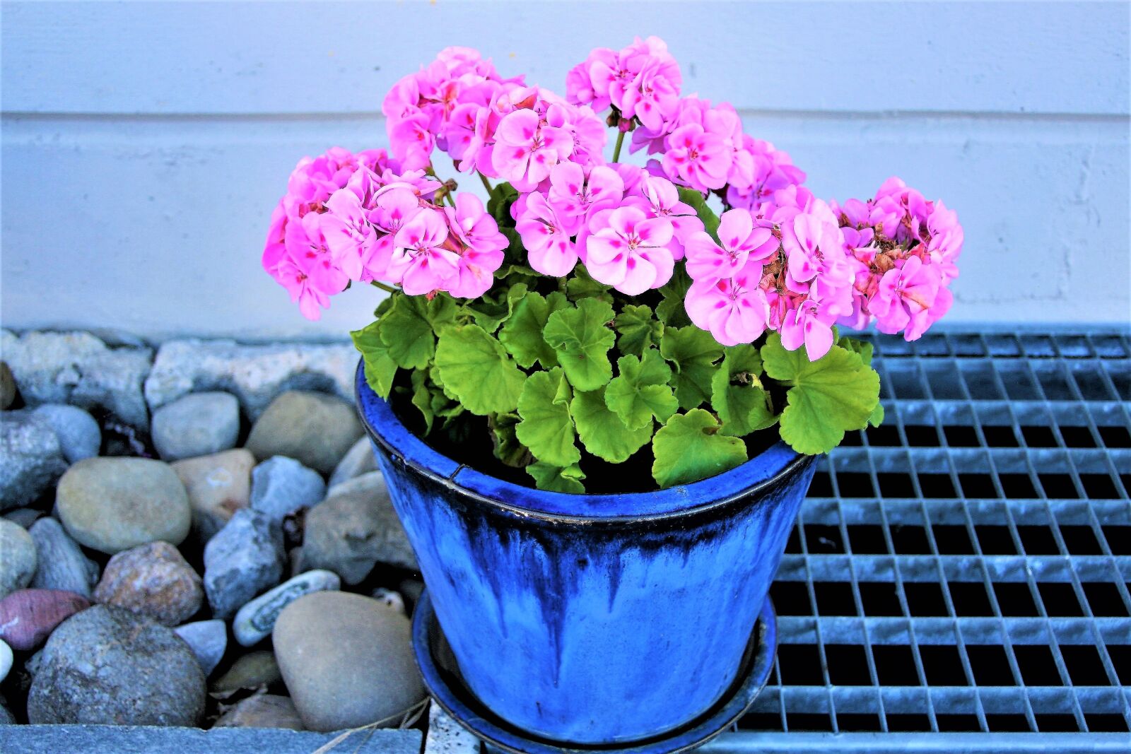 Canon EOS 400D (EOS Digital Rebel XTi / EOS Kiss Digital X) sample photo. Flower pot, pink, geranium photography