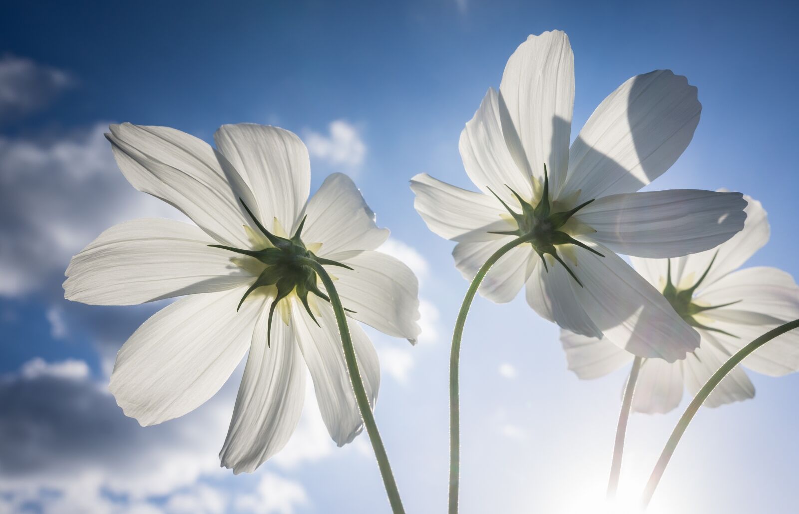 Sony Alpha NEX-5N sample photo. Cosmos, autumn, nature photography