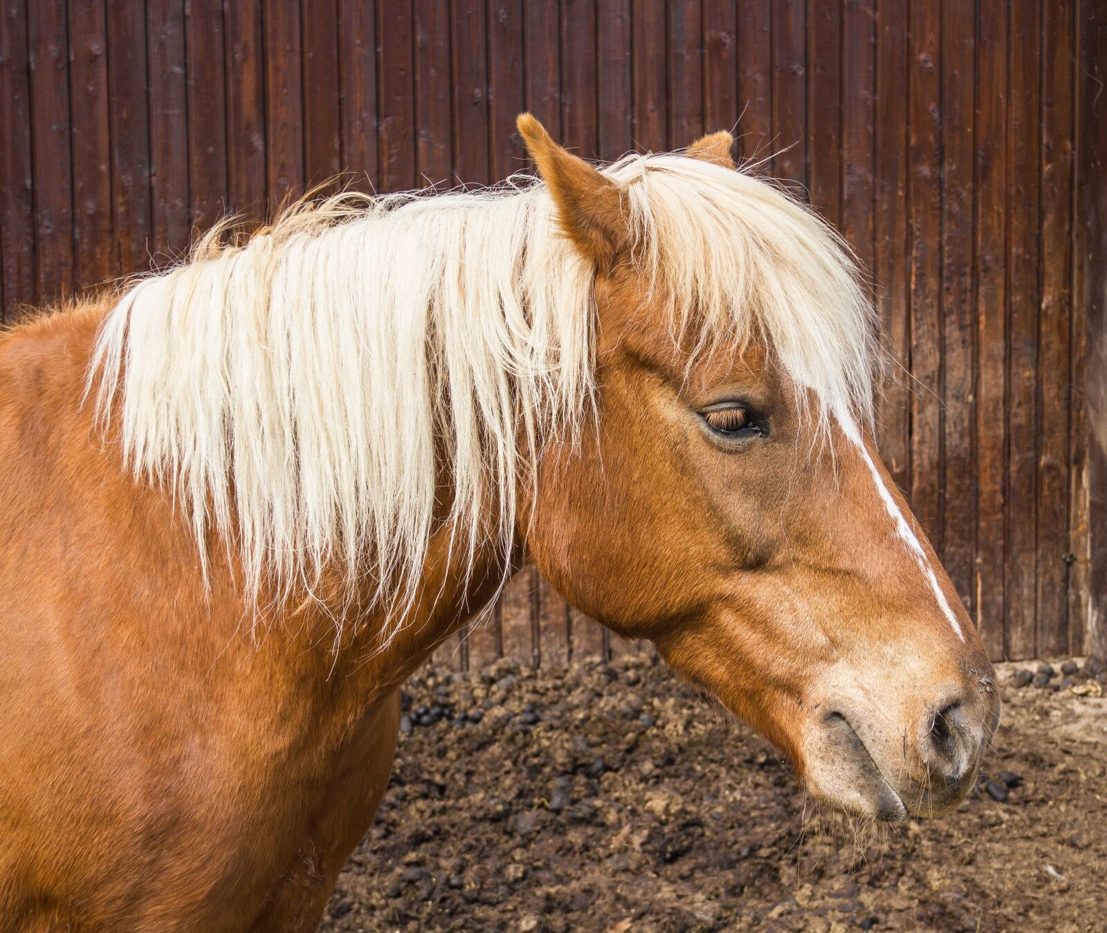 Canon EOS 550D (EOS Rebel T2i / EOS Kiss X4) sample photo. Horse, animal, brown photography