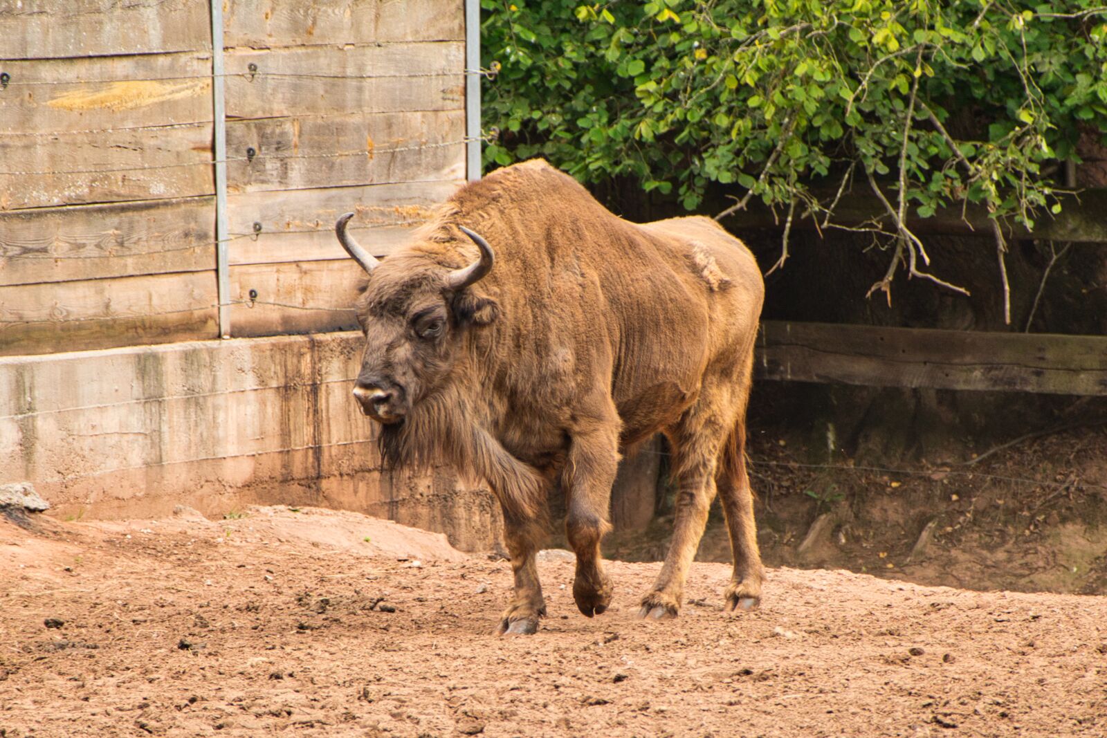 Panasonic Lumix DMC-FZ1000 sample photo. Wildlife park, mammal, animal photography