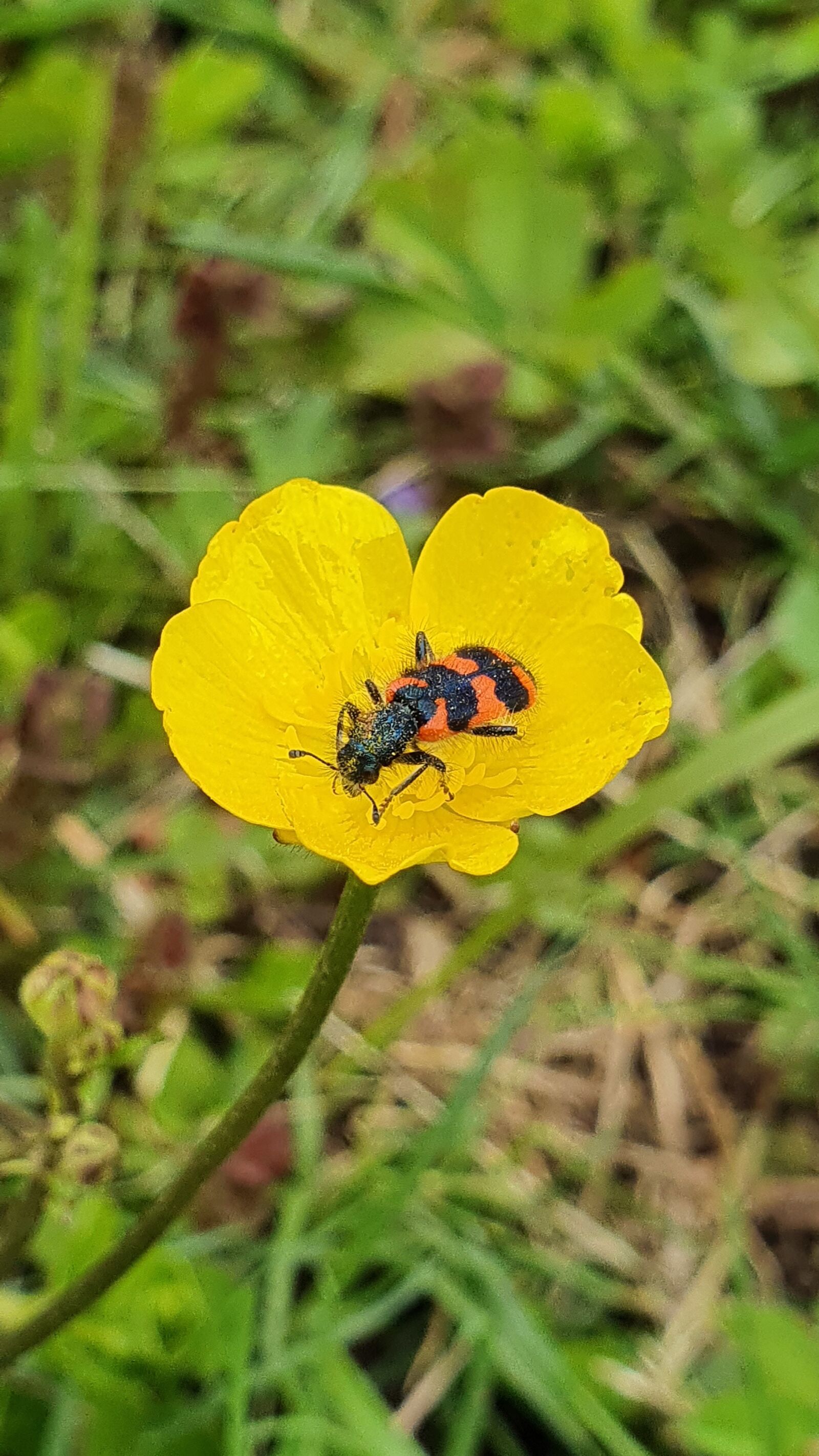 Samsung Galaxy S10+ sample photo. Shaggy bee beetle, buttercup photography