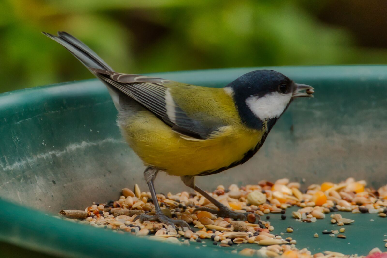 Canon EOS 70D sample photo. Coal tit, bird, nature photography