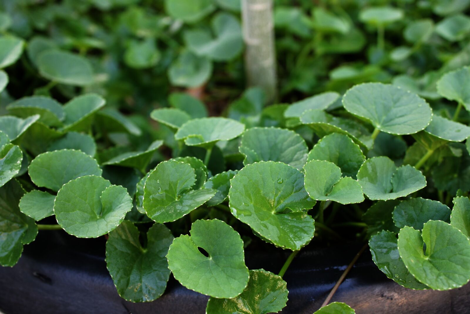 Canon EOS 1100D (EOS Rebel T3 / EOS Kiss X50) sample photo. Centella, herb, plant photography