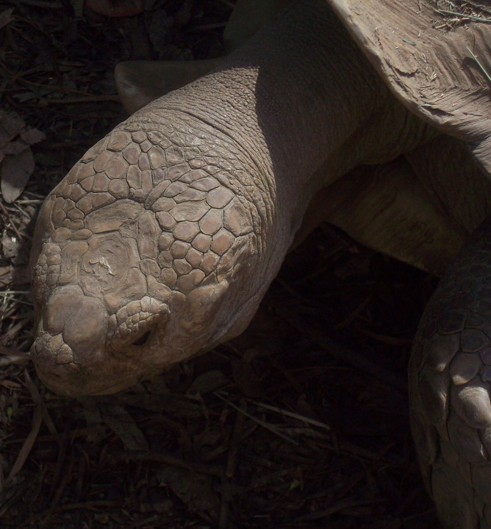 Kodak EASYSHARE M753 ZOOM DIGITAL CAMERA sample photo. Turtle, tortoise, animal photography