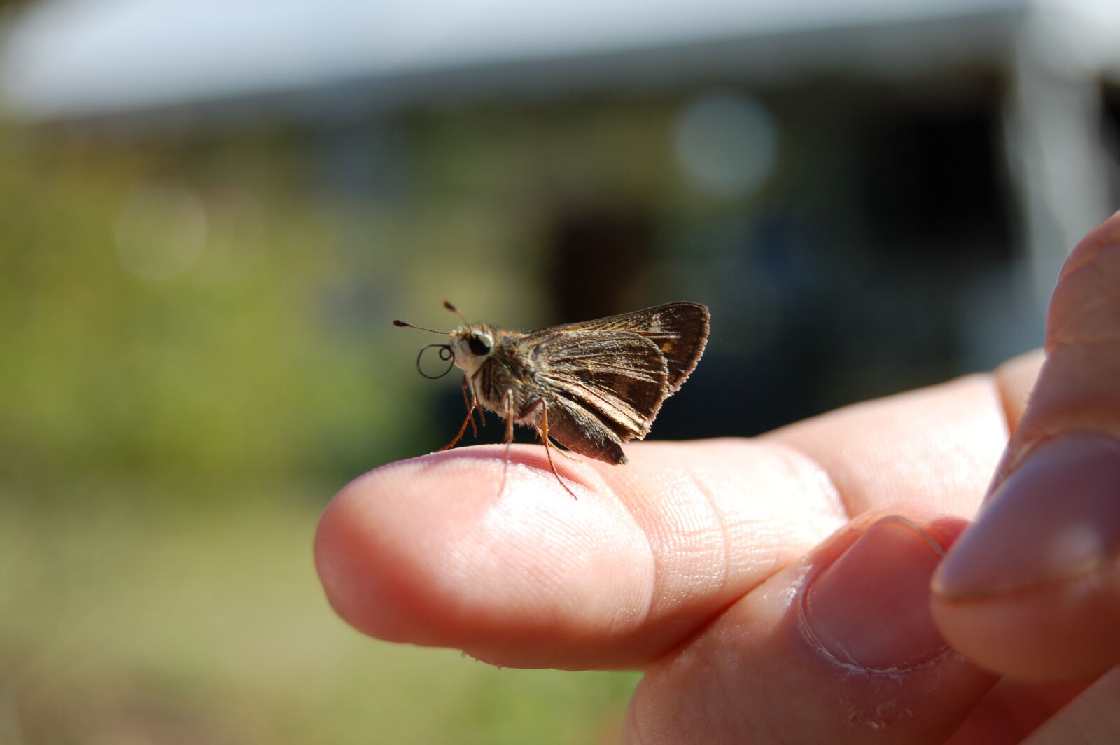 Nikon D50 sample photo. Finger, insect, moth photography