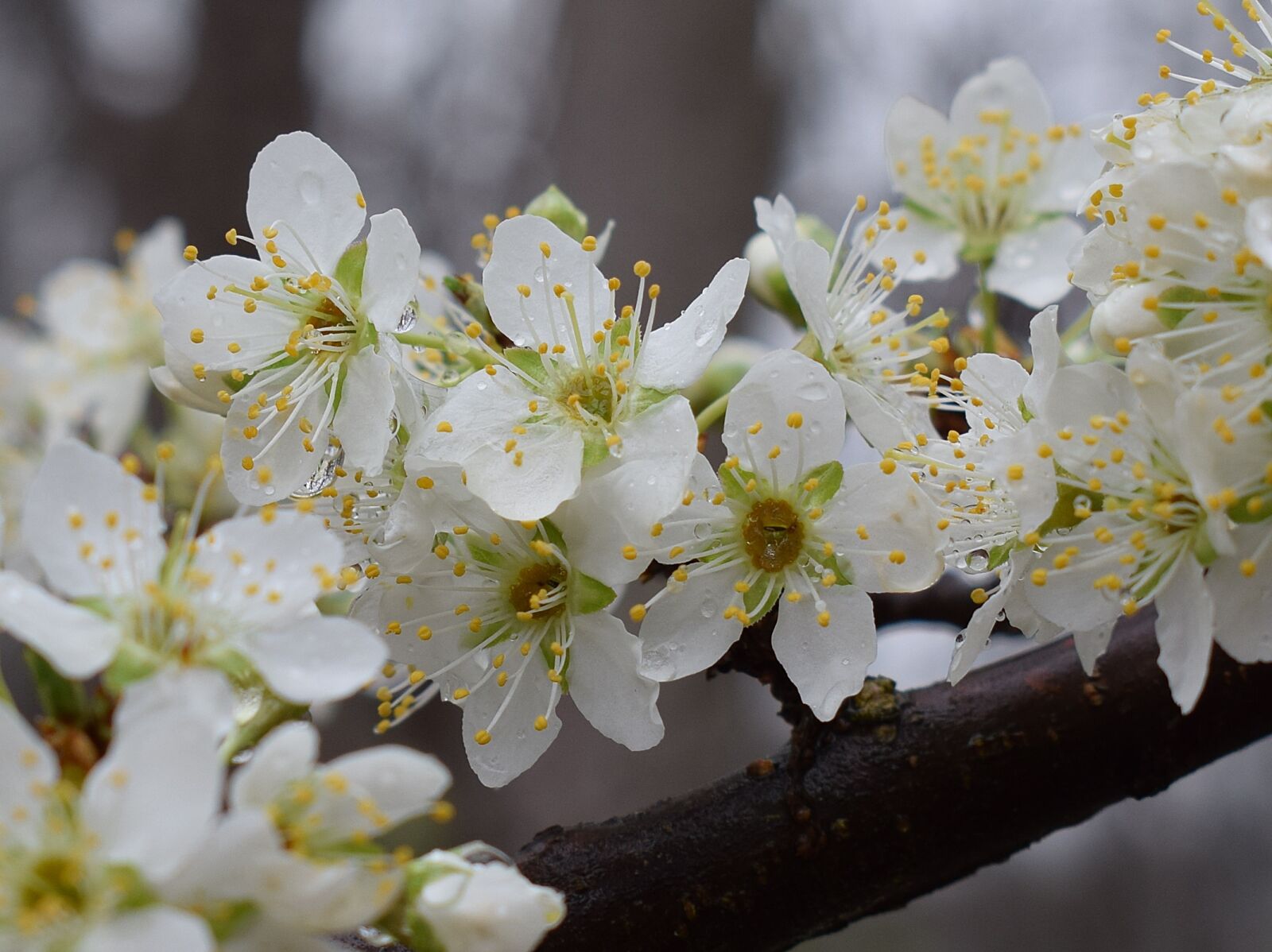 Nikon D3300 sample photo. Cherry blossoms in the photography