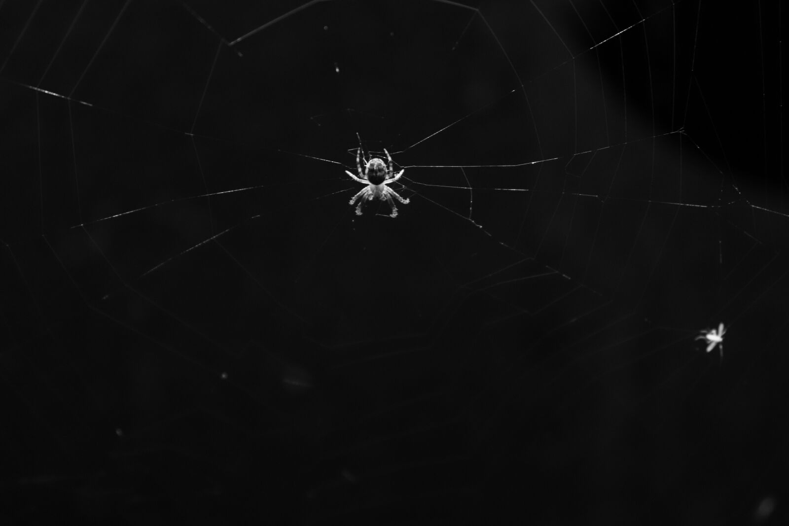 Canon EOS 200D (EOS Rebel SL2 / EOS Kiss X9) sample photo. Spider, black and white photography