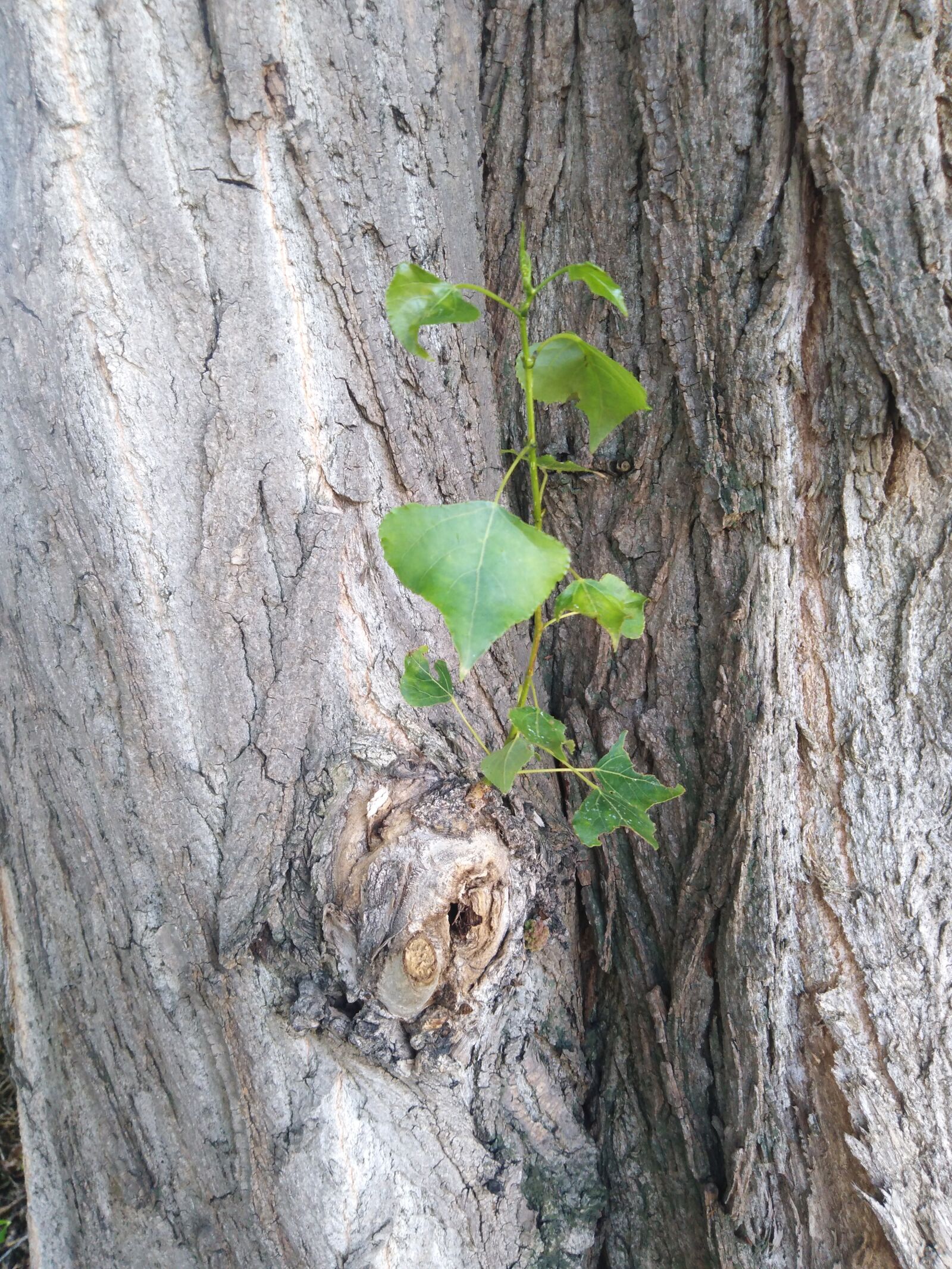 HUAWEI Y6 PRIME 2018 sample photo. Tree, letter, new life photography