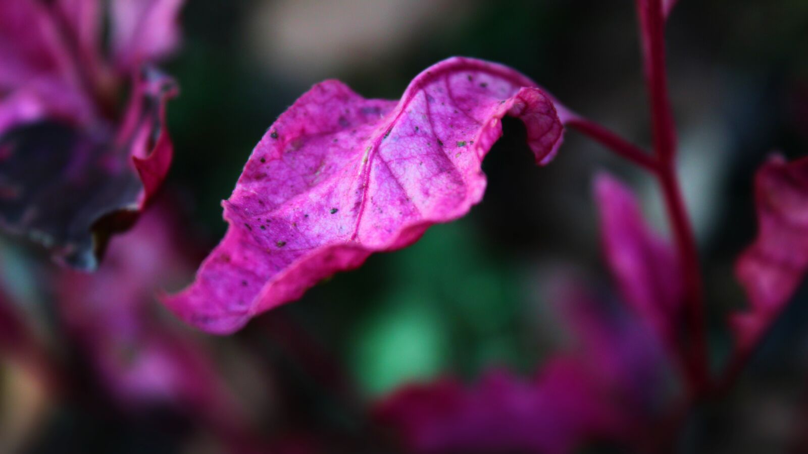 Canon EOS 600D (Rebel EOS T3i / EOS Kiss X5) sample photo. Leaf, violet, pink photography