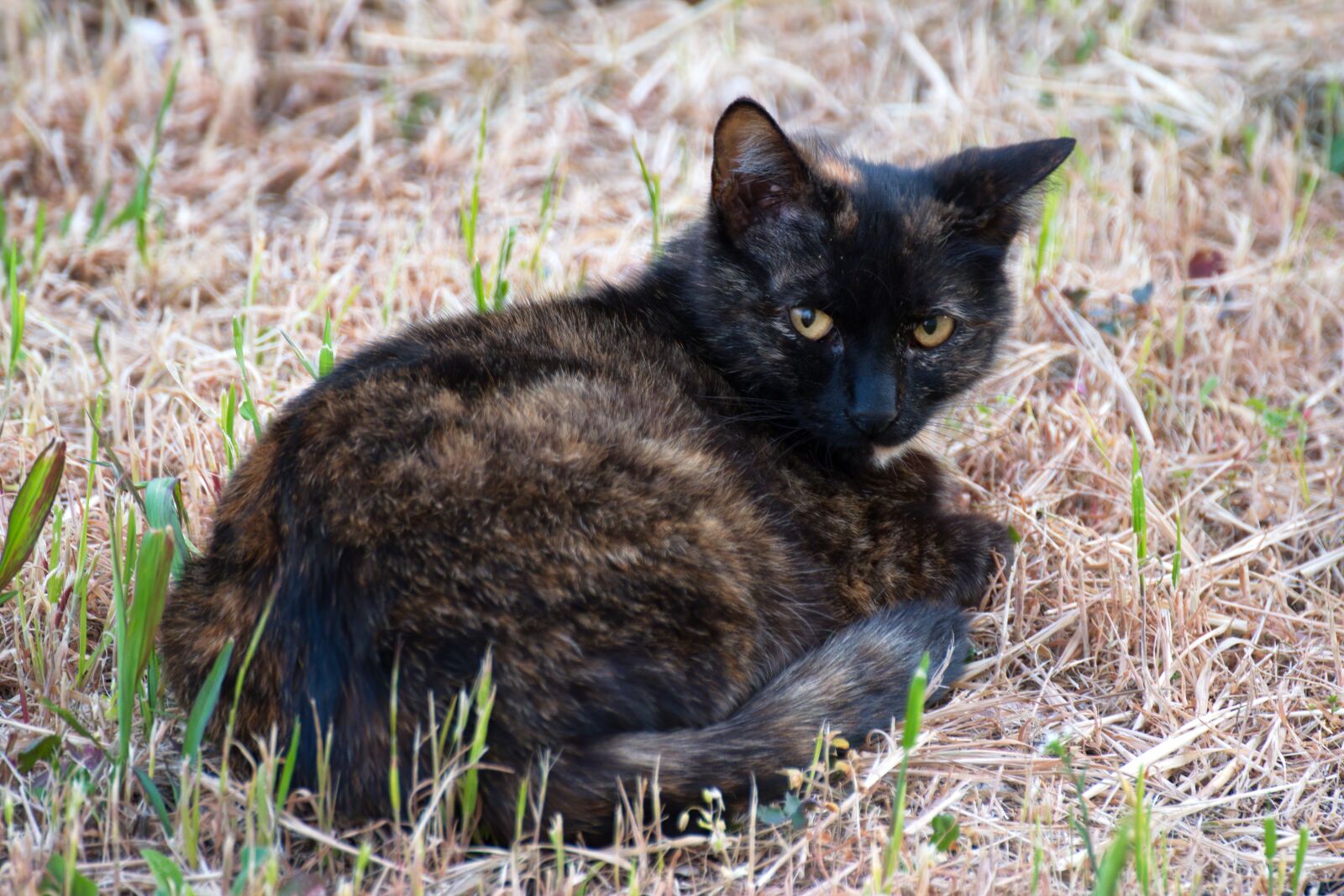 Nikon D5300 sample photo. Cat, pet, feline photography