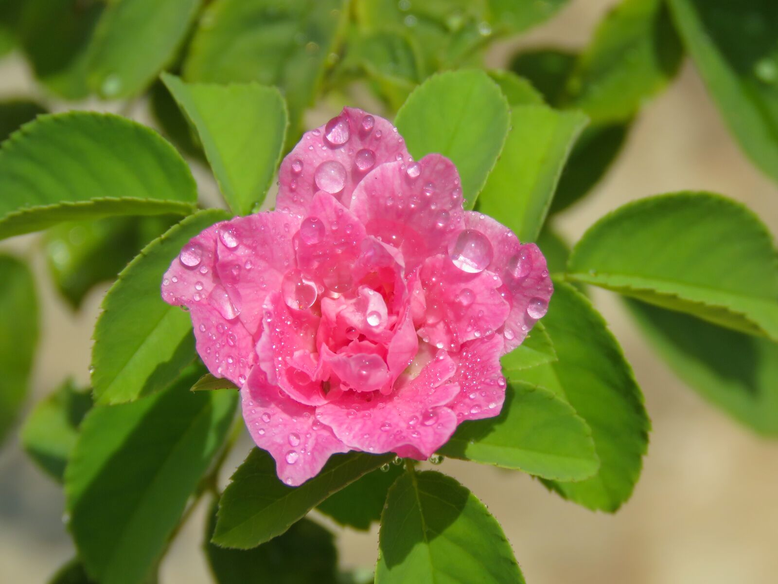 Canon PowerShot SX60 HS sample photo. Top view, pink rose photography