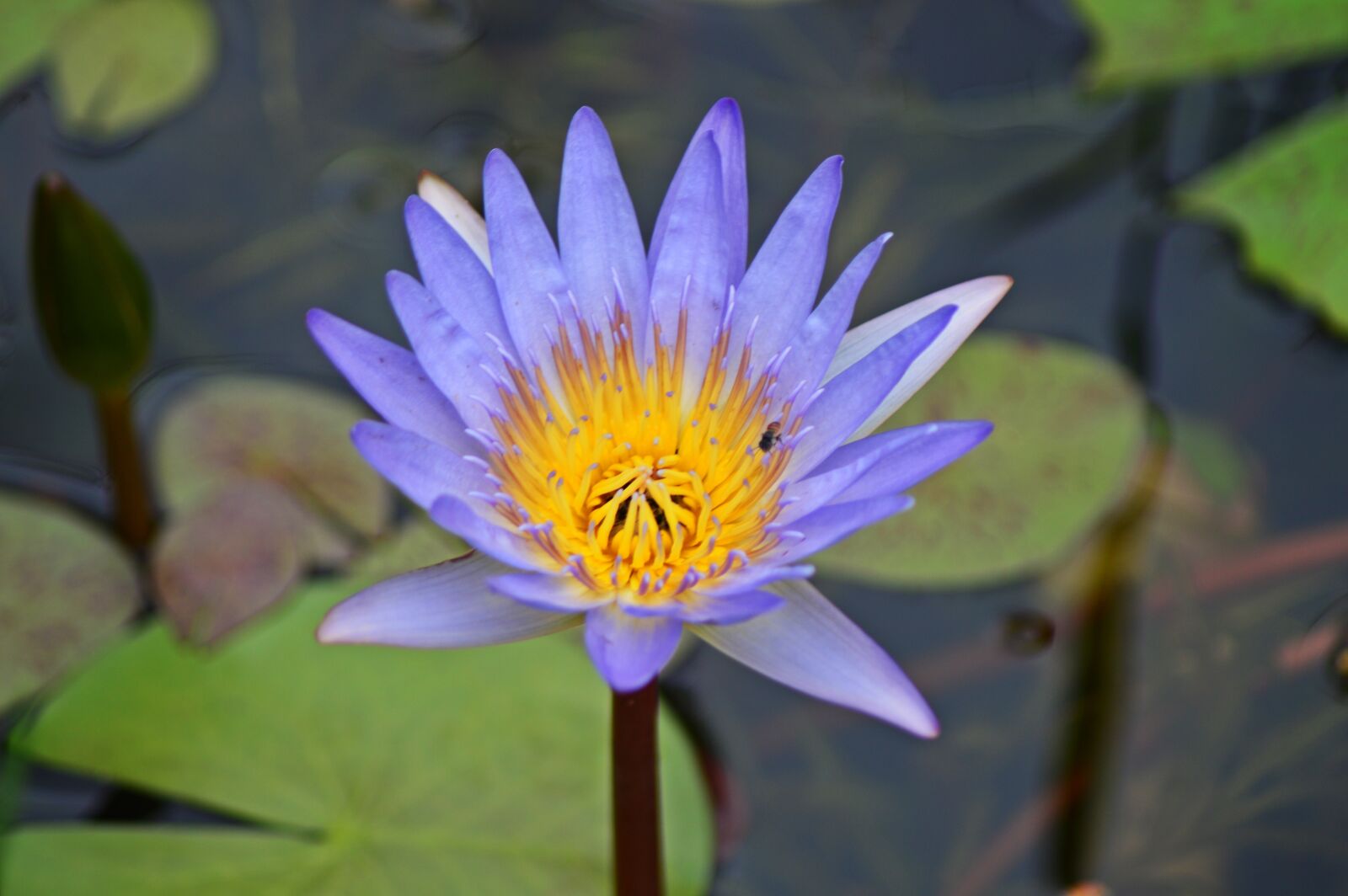 Nikon D3200 sample photo. Water lily, flower, nature photography