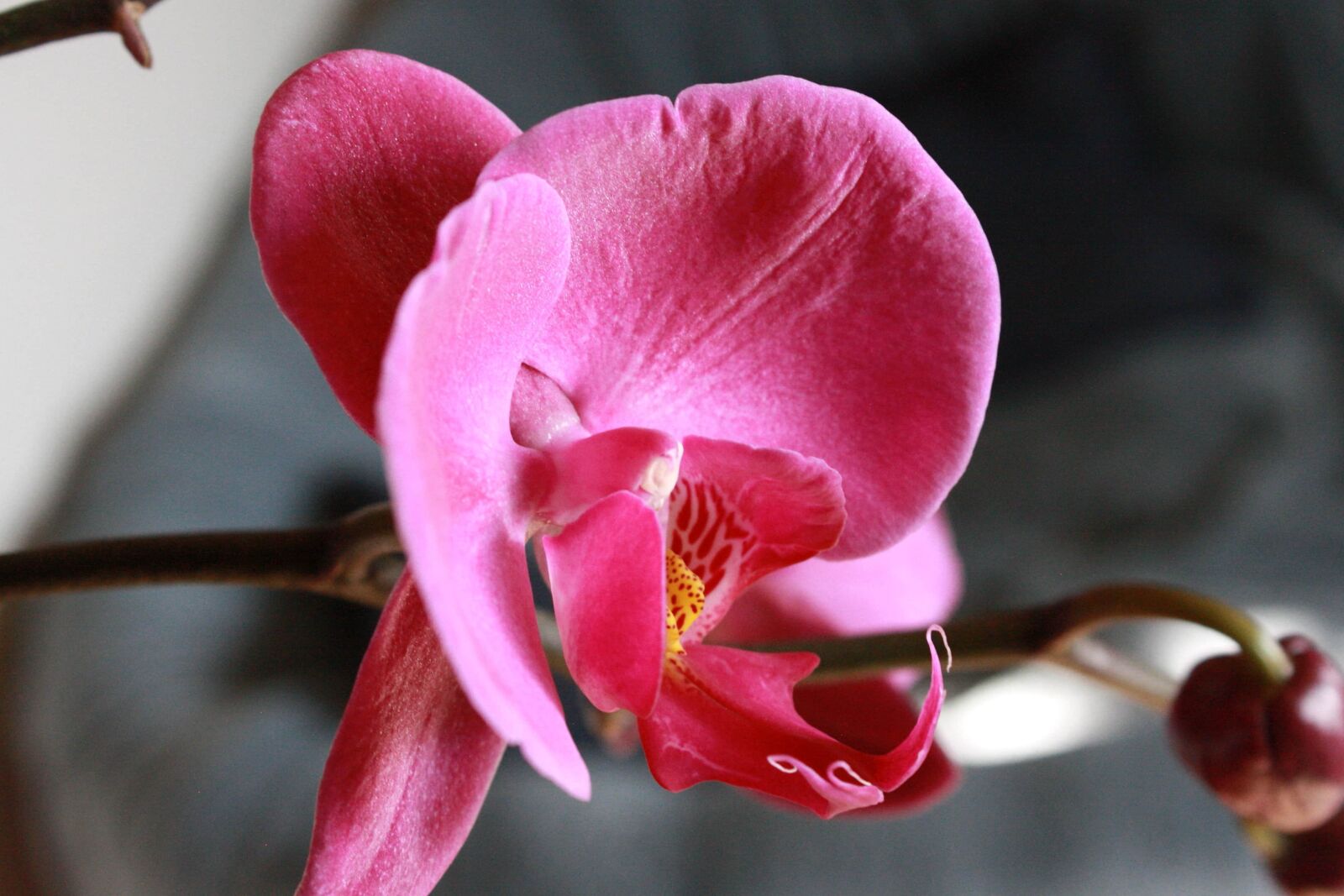 f/3.5-5.6 IS sample photo. Orchid, pink, shrub, plant photography